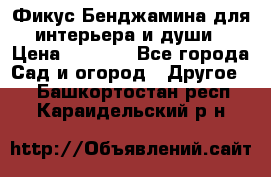 Фикус Бенджамина для интерьера и души › Цена ­ 2 900 - Все города Сад и огород » Другое   . Башкортостан респ.,Караидельский р-н